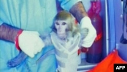 Iran says this monkey was launched to the edge of space. No name for the primate has been given.