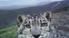 A snow leopard in Sailyugemsky National Park 