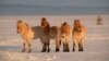 Endangered Przewalski's Horses Back On Russian Steppe