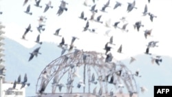 Doves fly around the Atomic Bomb Dome at the Peace Memorial Park after their release during the memorial ceremony in Hiroshima today.