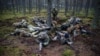 Participants secure a position during a territorial defense training exercise organized by the paramilitary group SJS Strzelec (Shooters Association) in the forest near Minsk Mazowiecki in eastern Poland last year.