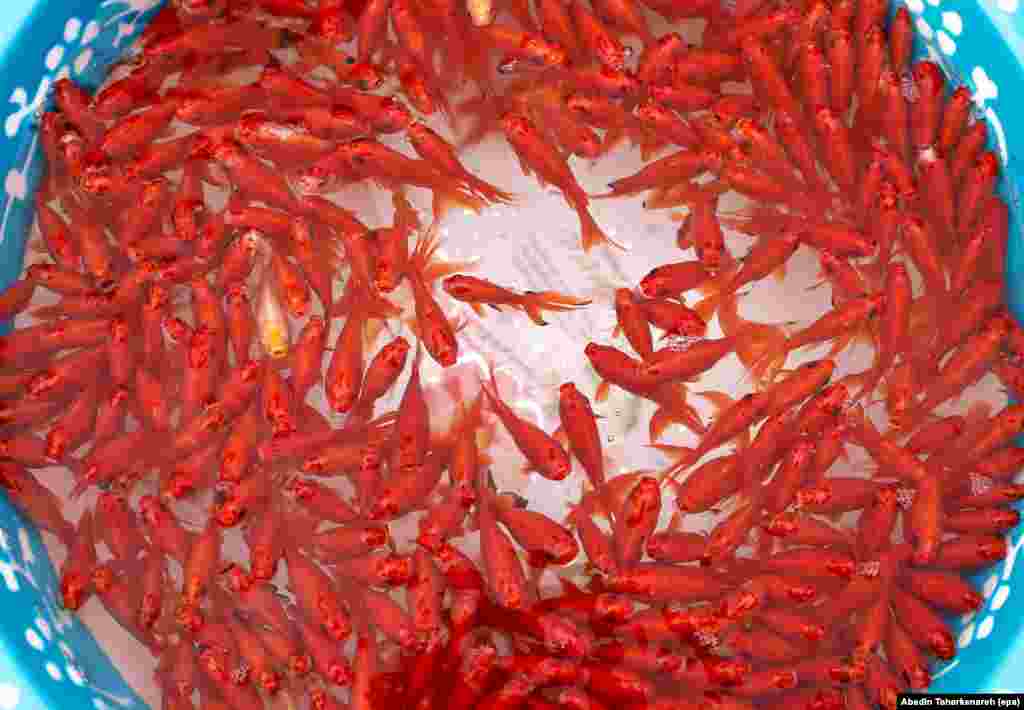 Goldfish for sale on a Tehran street on March 17. The fish are a frequent feature of Norouz holiday displays known as &quot;haftsin.&quot;