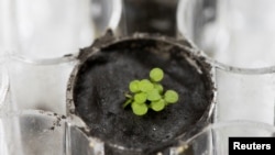 Florida universiteti laboratoriyasida yetishtirilgan Arabidopsis thaliana o‘simligi. 