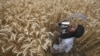 A laborer in India takes a break while harvesting wheat in the northern state of Punjab.