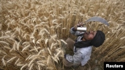 A laborer in India takes a break while harvesting wheat in the northern state of Punjab.