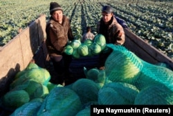 Labor migrants from Kyrgyzstan harvest cabbage in a field outside the Siberian village of Beryozovka near Krasnoyarsk in October.