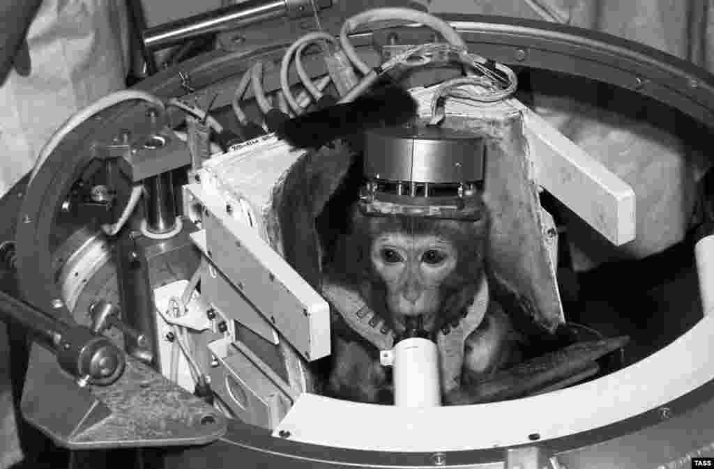 Soviet monkey Dryoma pictured in October 1989 during a pre-flight examination. After making it back safely to Earth,&nbsp;Dryoma was given to Cuban leader Fidel Castro.