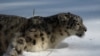 Snow Leopards Found In Afghanistan