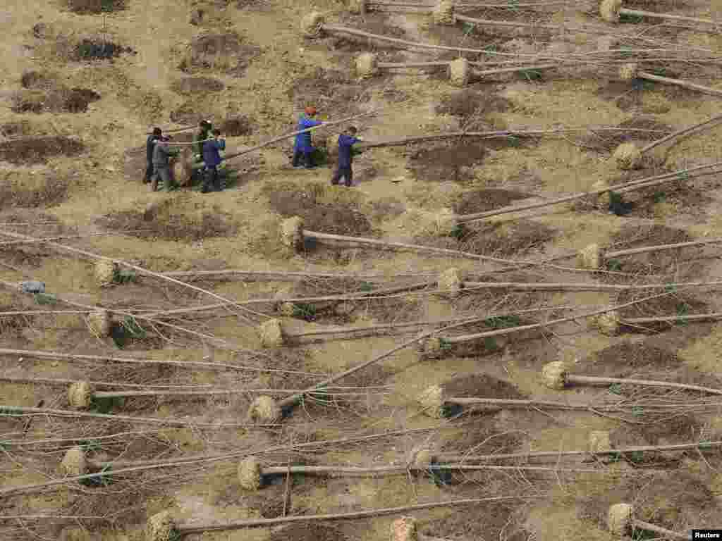 A reforestation project in China's Anhui Province (Reuters). - No plan to secure global food supplies will work without a massive effort to restore natural systems. "Restoring the earth will take an enormous international effort, one far more demanding than the Marshall Plan that helped rebuild war-torn Europe and Japan after World War II." Reforestation is essential to reduce soil erosion and flooding and for carbon sequestration. Plan B includes $23 billion for global reforestation efforts. 