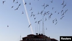 Birds fly as a trail of smoke is seen after the launch of a rocket from Gaza toward Israel on November 15.