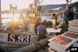 Shrimp fishermen unloading their catch in Disko Bay, Greenland, in September 1975