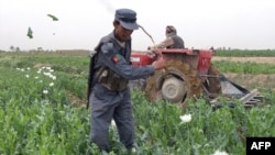 Helmand Province is the heart of Afghanistan's opium trade.